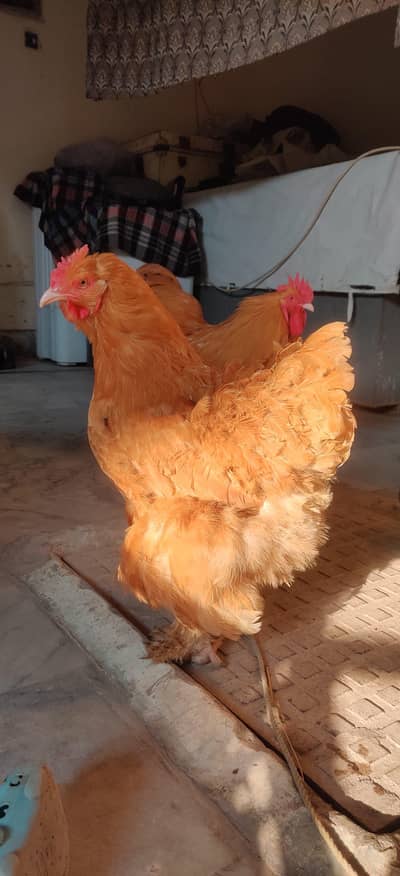 Golden HeavyBuff Top Quality