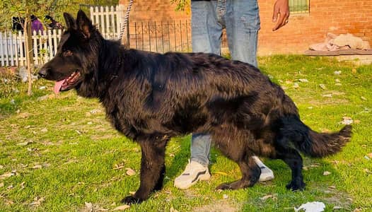 German shepherd pedigree Male available confirm stud