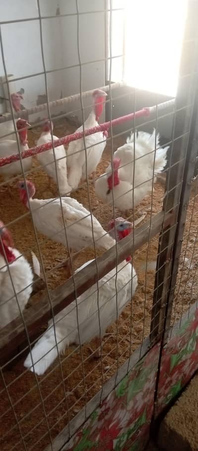 broad-breasted white turkeys,royal white holland heritage