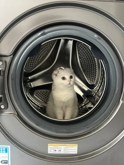 Scottish Fold Female Kitten available