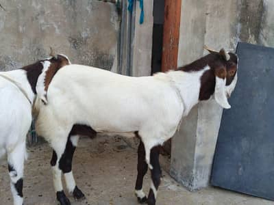 Khase bakra 2 dant qurbani 2026