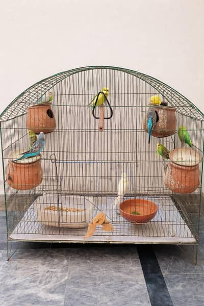 15 pieces of home grown Australian pets