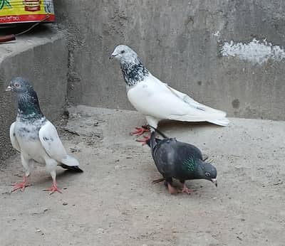 1 Sialkoti Male , 1 Golden Female, 1 neeli pathi available.