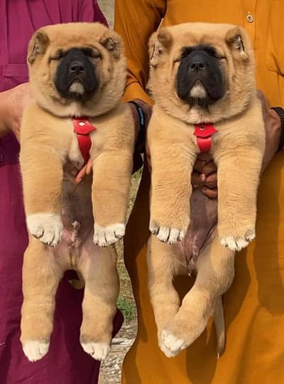 king Turkish kangal pair dabal hadi important blood line pair  for sal