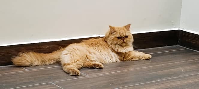 Cat for Sale vaccinated, operated  with all accessories