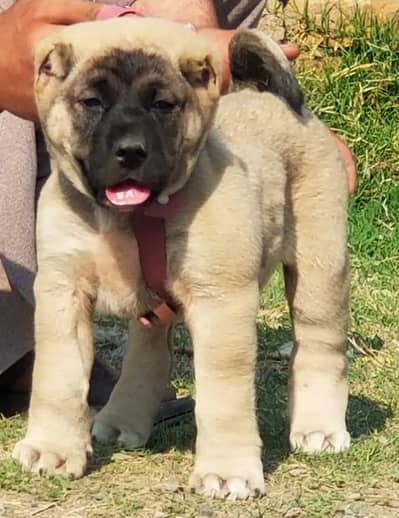 king Turkish kangal  dabal hadi important blood line pair  for sal