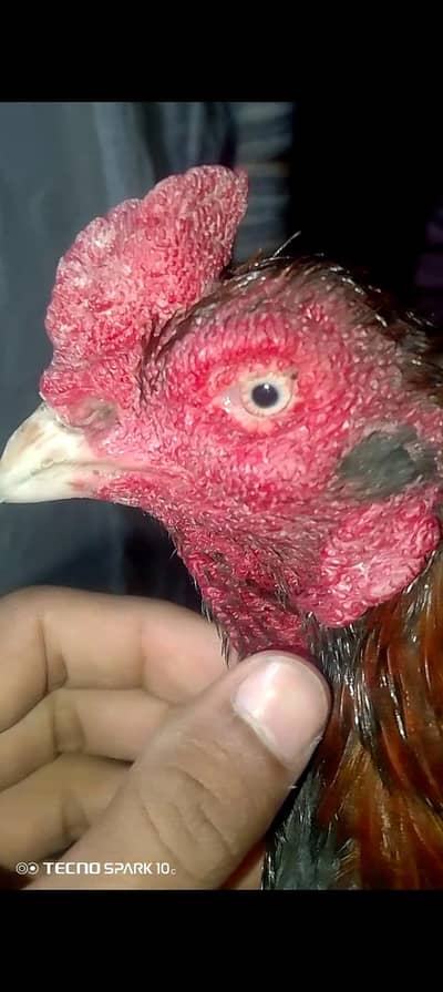 lakha kana breeder 4sale