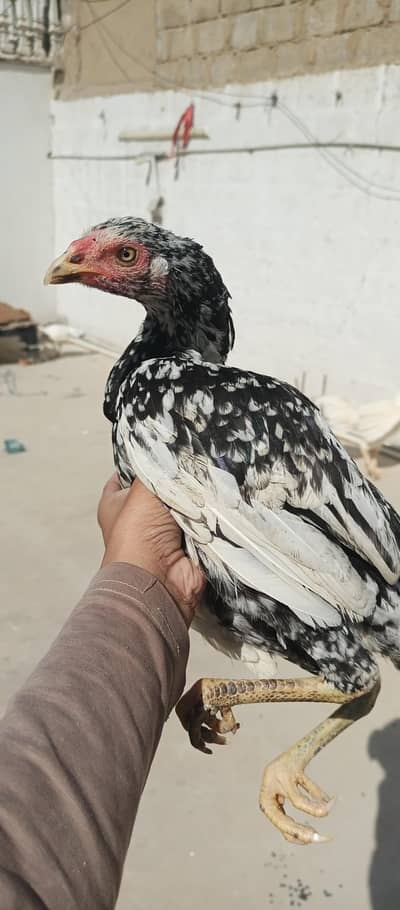 qandahri femal available