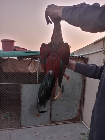 1 aseel murga 2 murgiyan