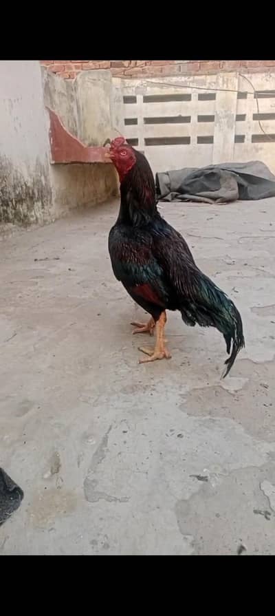 shoq wali cheez ha only shoqeen Bhai rabta kry 03104323502