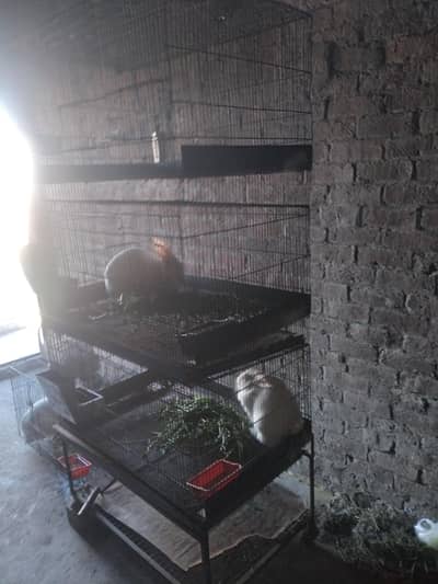 3 stories rabbit cage  urine automatic drain