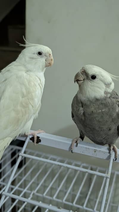 Tame Cockatiels