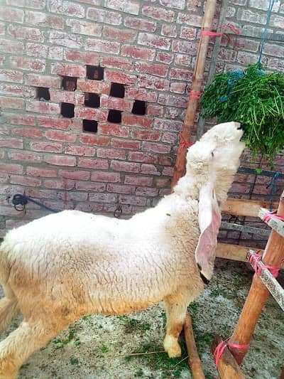 Kajla Pair | Chatra | Sheep | | Goat | Bakra | For sale| male female