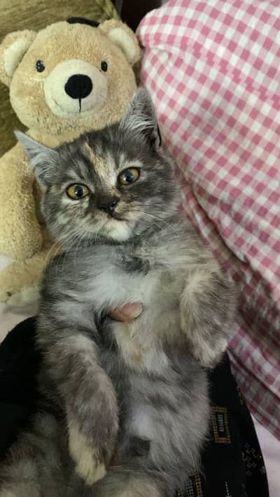 2 Persian doll face kittens