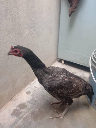 Aseel super locker females