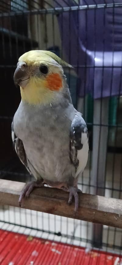 fully tamed cocktail