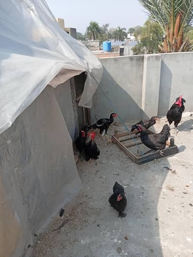 Pure australorps hens for sale