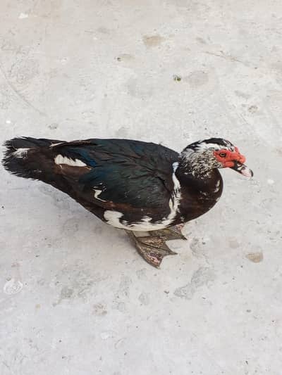 muscovey duck