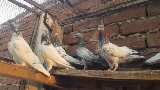 Parvazi Young Pathiya Pathay For Sale.