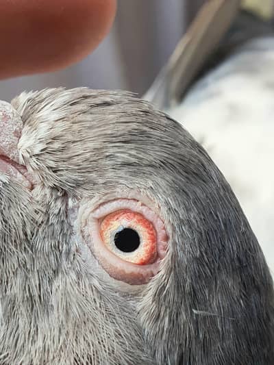 Kamagar pair for sale. 03266966686