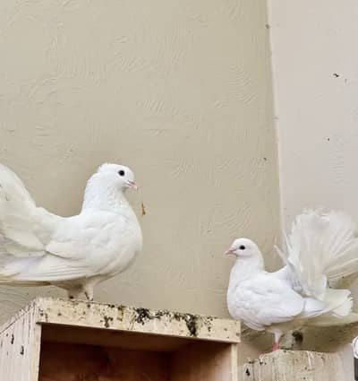 Fantail Pigeons