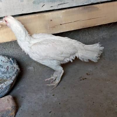 paper white ha home breed ha