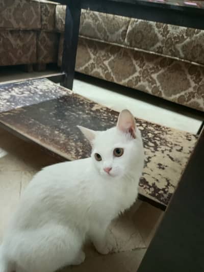 Our beautiful cat doll face (russiann single coat)