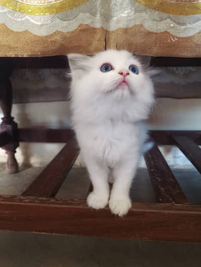 Persian kitten female, male available