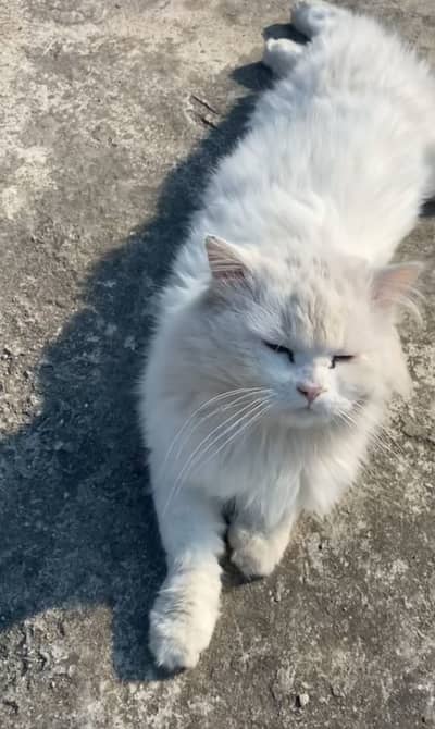 Persian odd eye cat (male) double coat