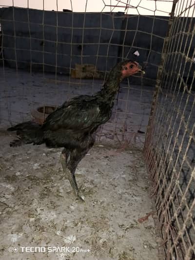 Thi neck folding penus female