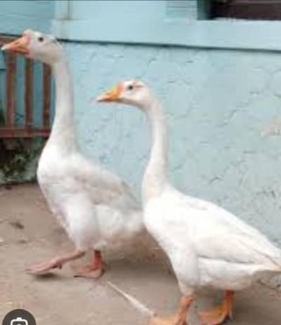 Ducks [Hans] Fertile eggs