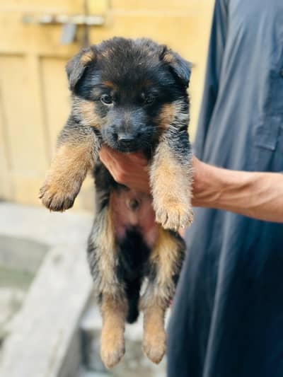 German shepherd male and female puppies