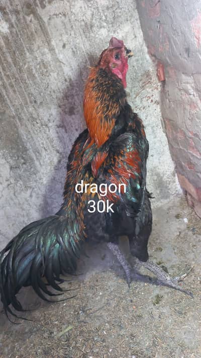 dragon ,burmi ,trad, male  03454196103