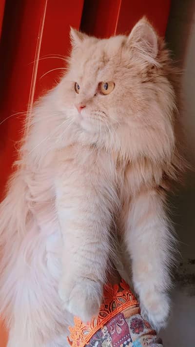 urgent Male cat sale