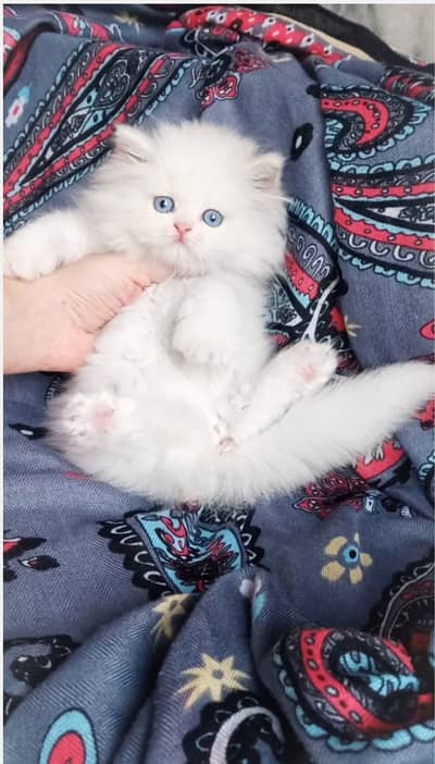 Persaian Kitten / Snow white colour / kitten for sale