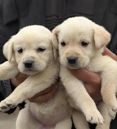 pure Labrador dog puppie female /1 female 30k