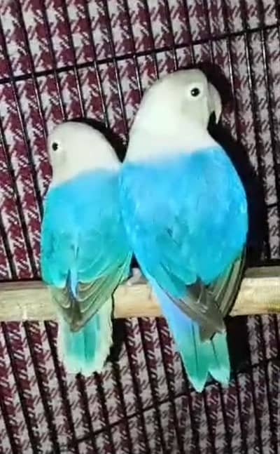 Blue opline breeder pair with DNA