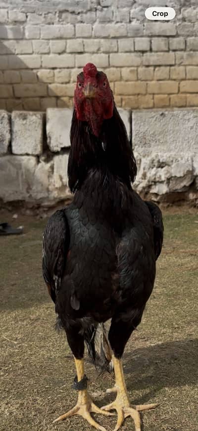 1.5 year quaility  apke samny h