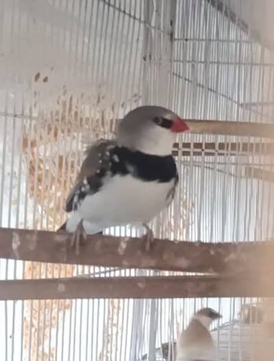 diamond sperow red tail