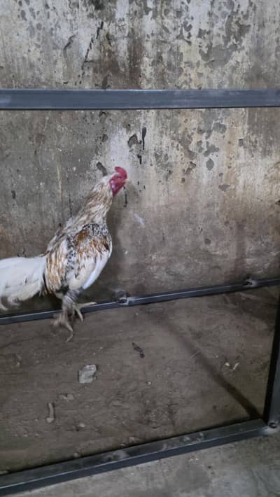 Hi Quality Murga Male