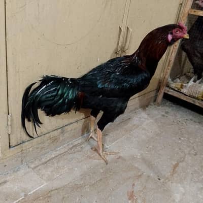 aseel laka mian wali