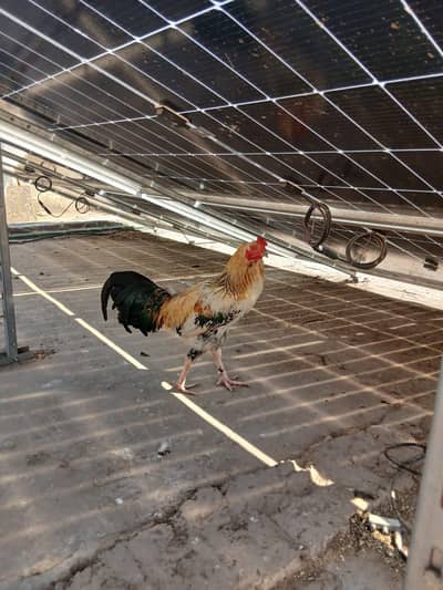 Mian Wali Aseel Pair.