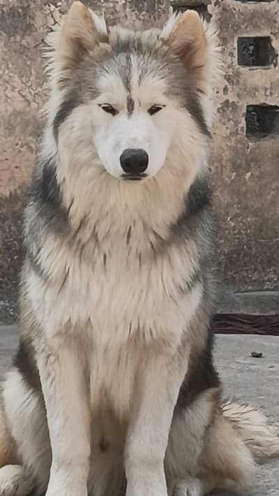 Alaskan malamute