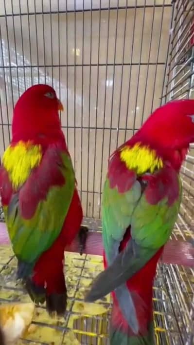 chattering lory Pakistan exotic for sale