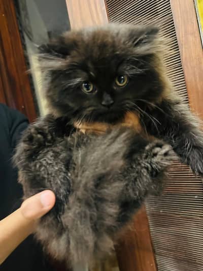 Black Persian Kittens