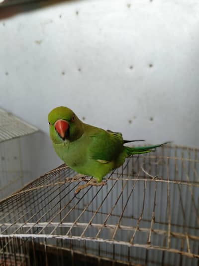 kashmari raw parrot for sale