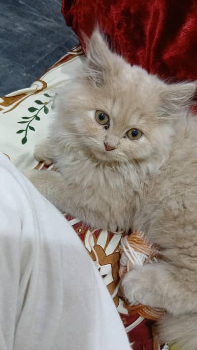 persian cat