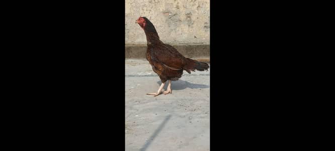 Kurak Amroha Aseel Female 03204143422