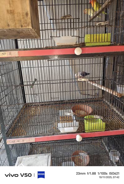 fixed Angle Cages for sale