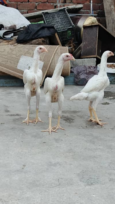 pure pepper white hera/White shmoo chiks